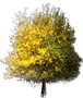 Osage Orange